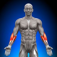 Muscu avant-bras - Quels sont les muscles et comment les travailler