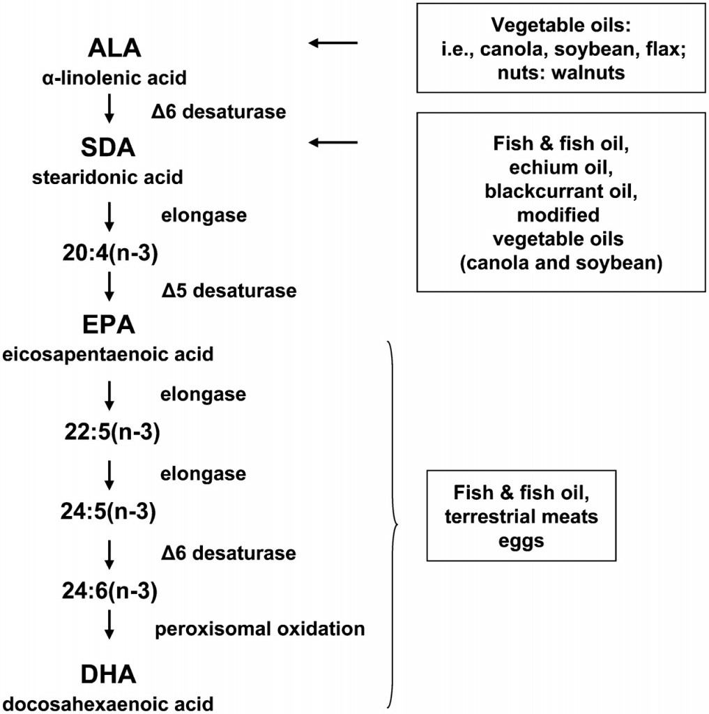 Guide Pratique Des Oméga 3 Ala Epa Dha Et Indice Totox